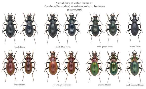 Image of Carabus obsoletus