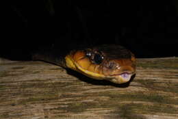 Image of Amazon False Fer-de-lance