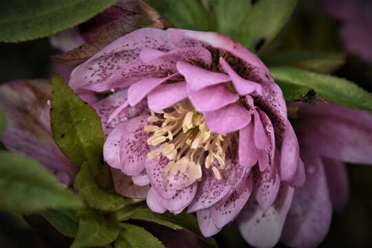 Image of Hellebore