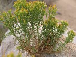 Ericameria teretifolia (Dur. & Hilg.) Jepson resmi