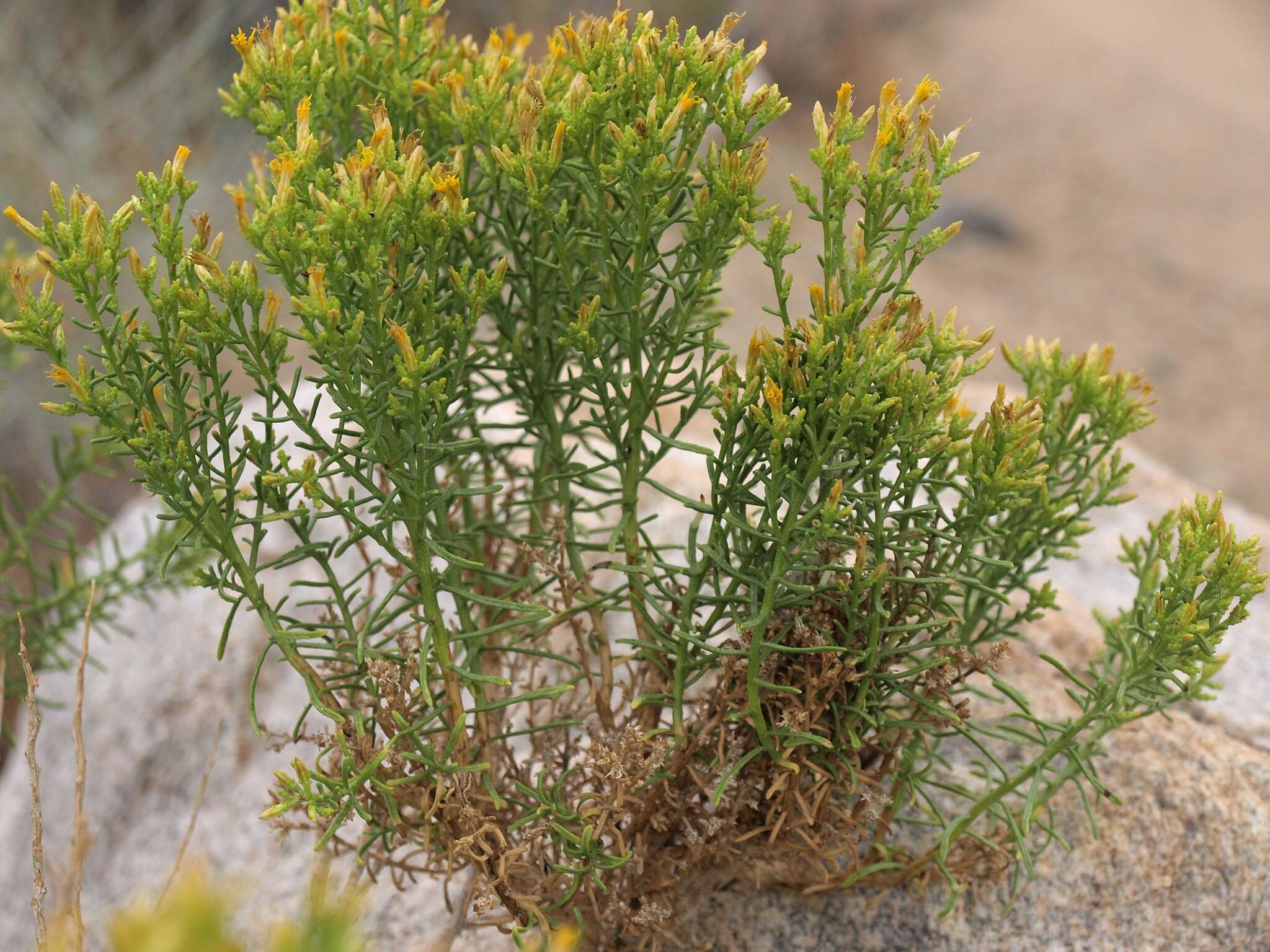 Ericameria teretifolia (Dur. & Hilg.) Jepson resmi