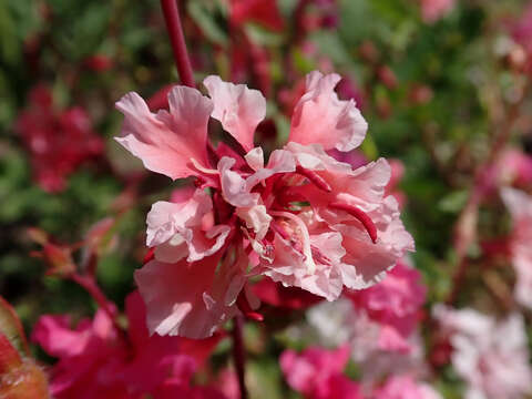 Image of elegant clarkia