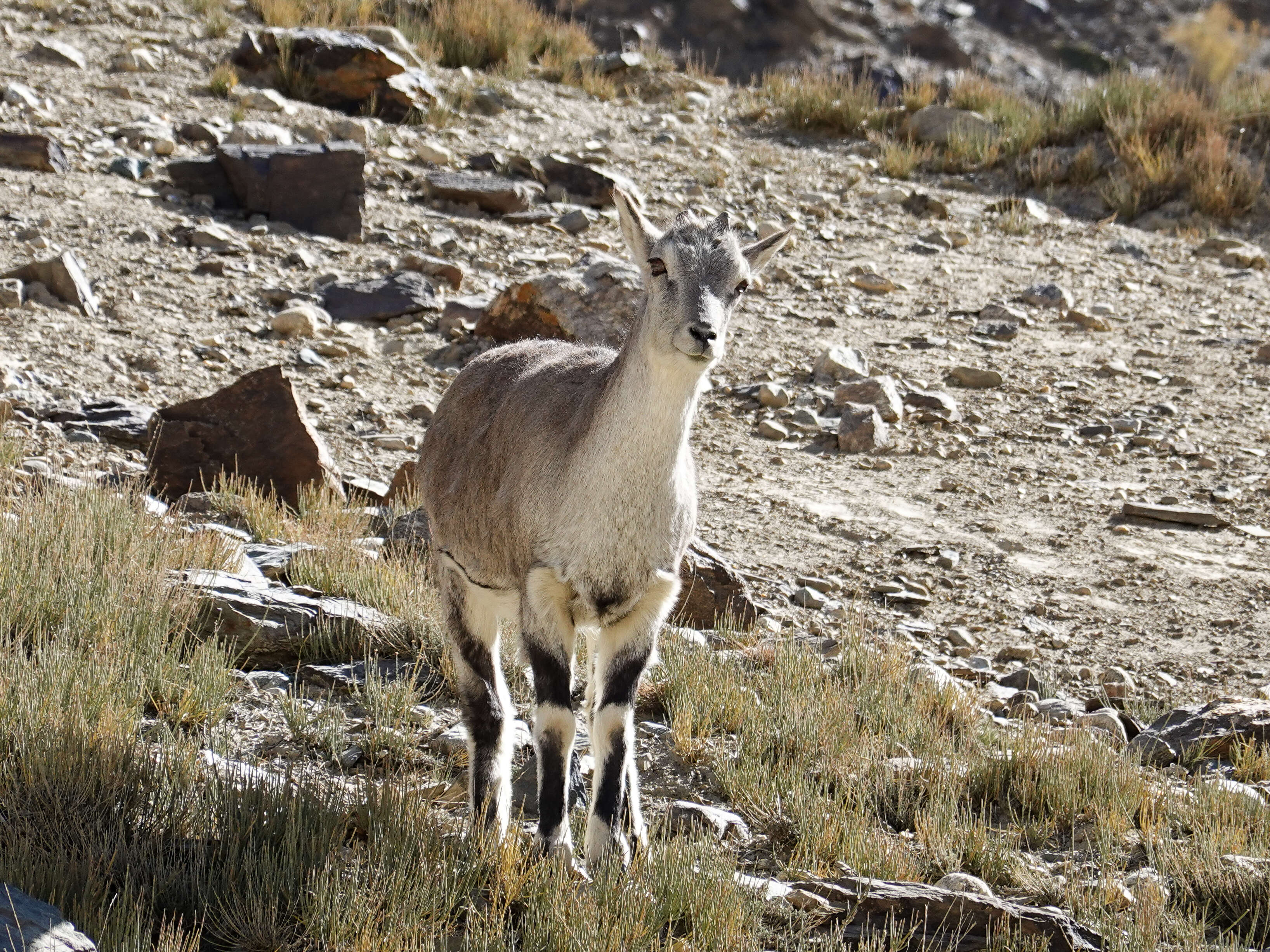 Image of Himalayan Goral