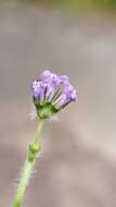 Image of Pignut