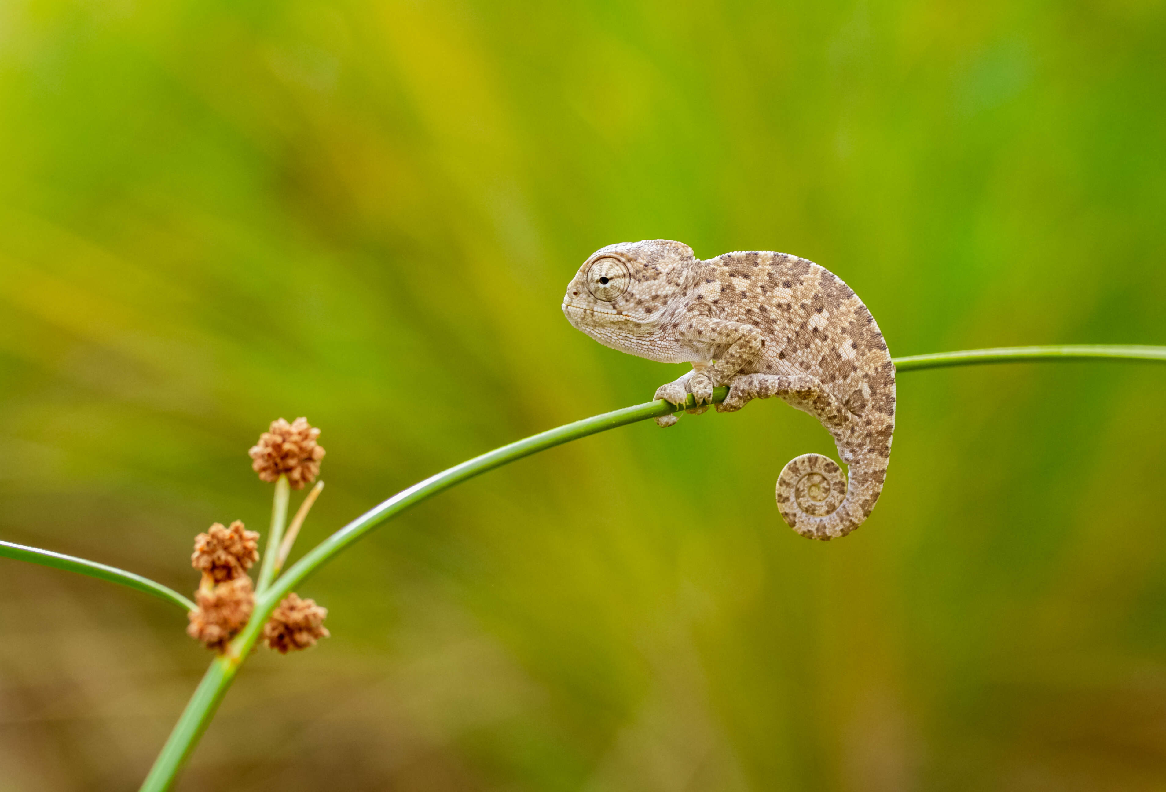 Image de Caméléon commun