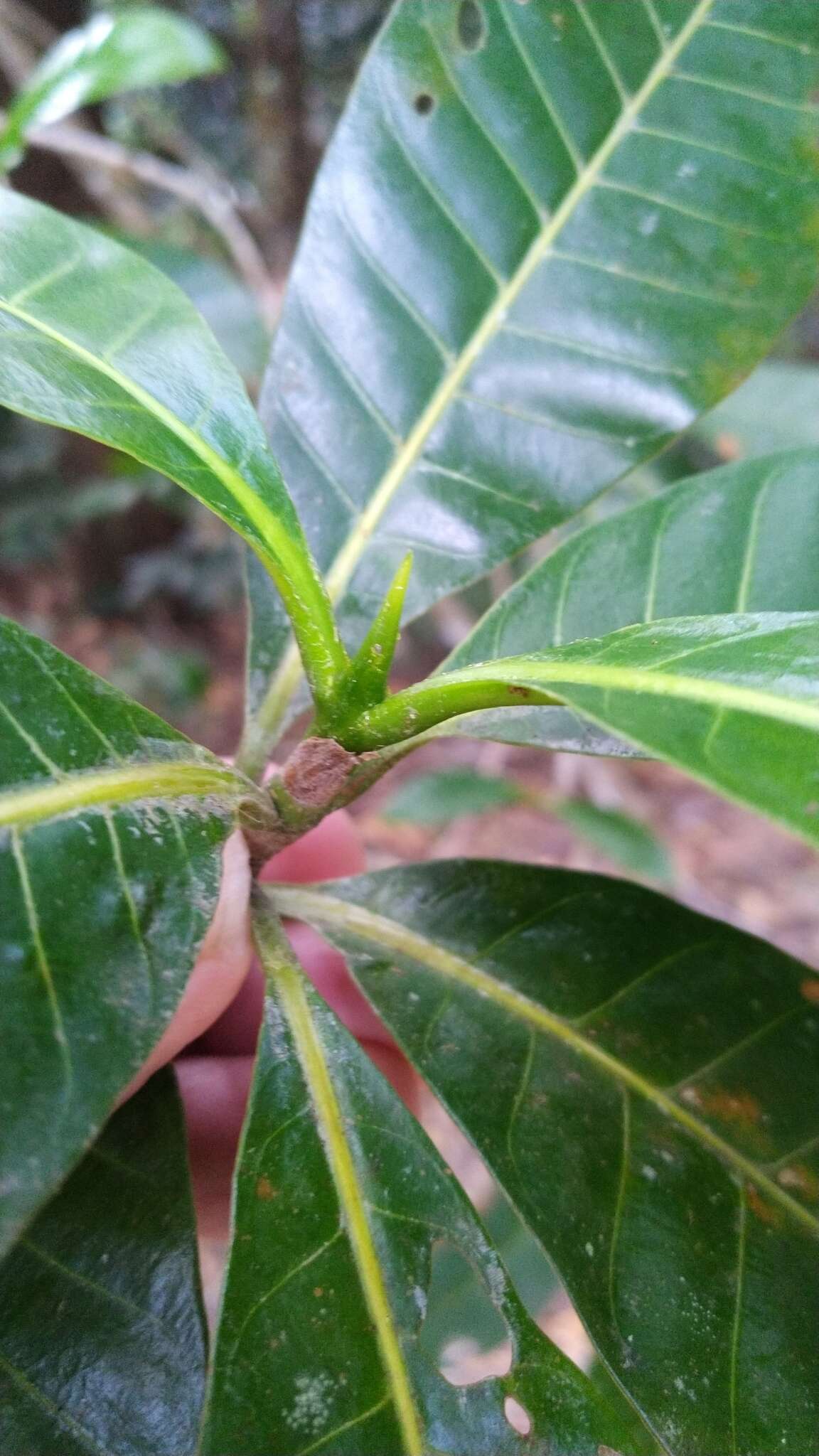 Image of Gardenia ovularis F. M. Bailey