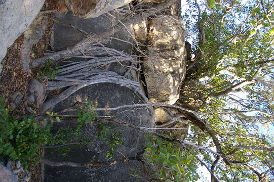 Image of Ficus obliqua G. Forster