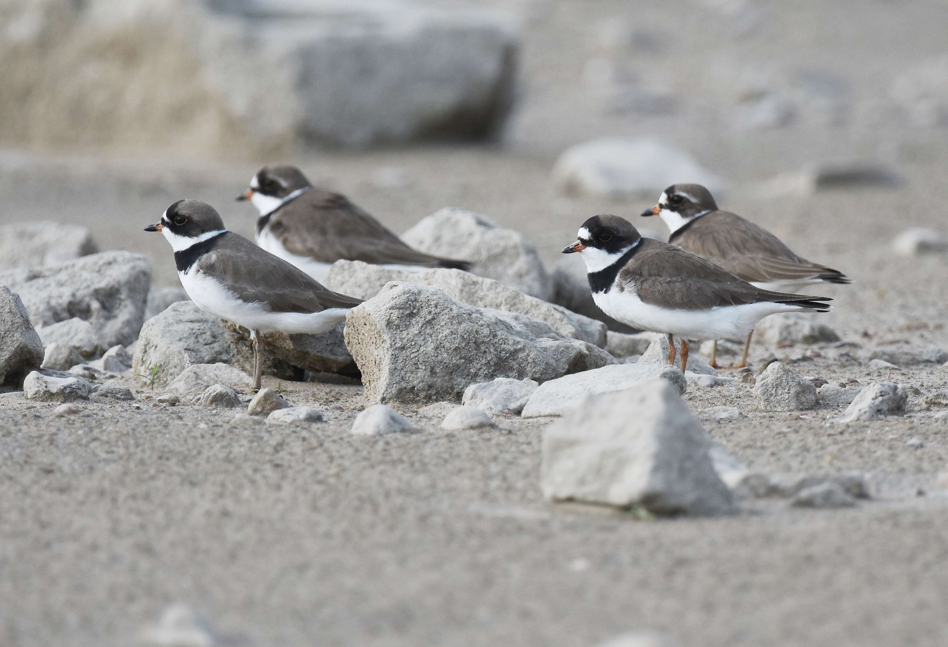 Image of Semipalmated Plover