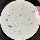 Image of Ligilactobacillus animalis