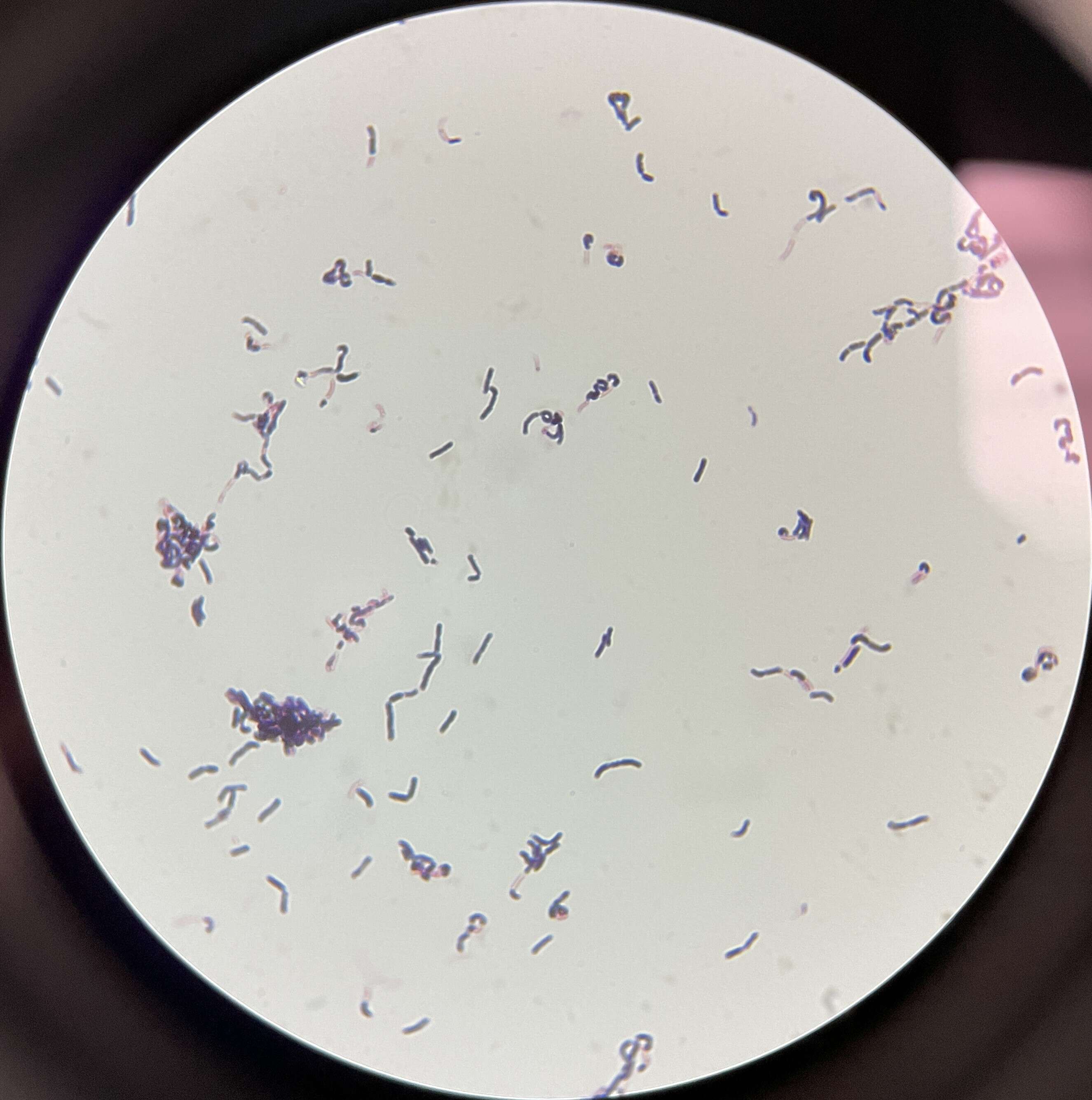 Image de Ligilactobacillus animalis