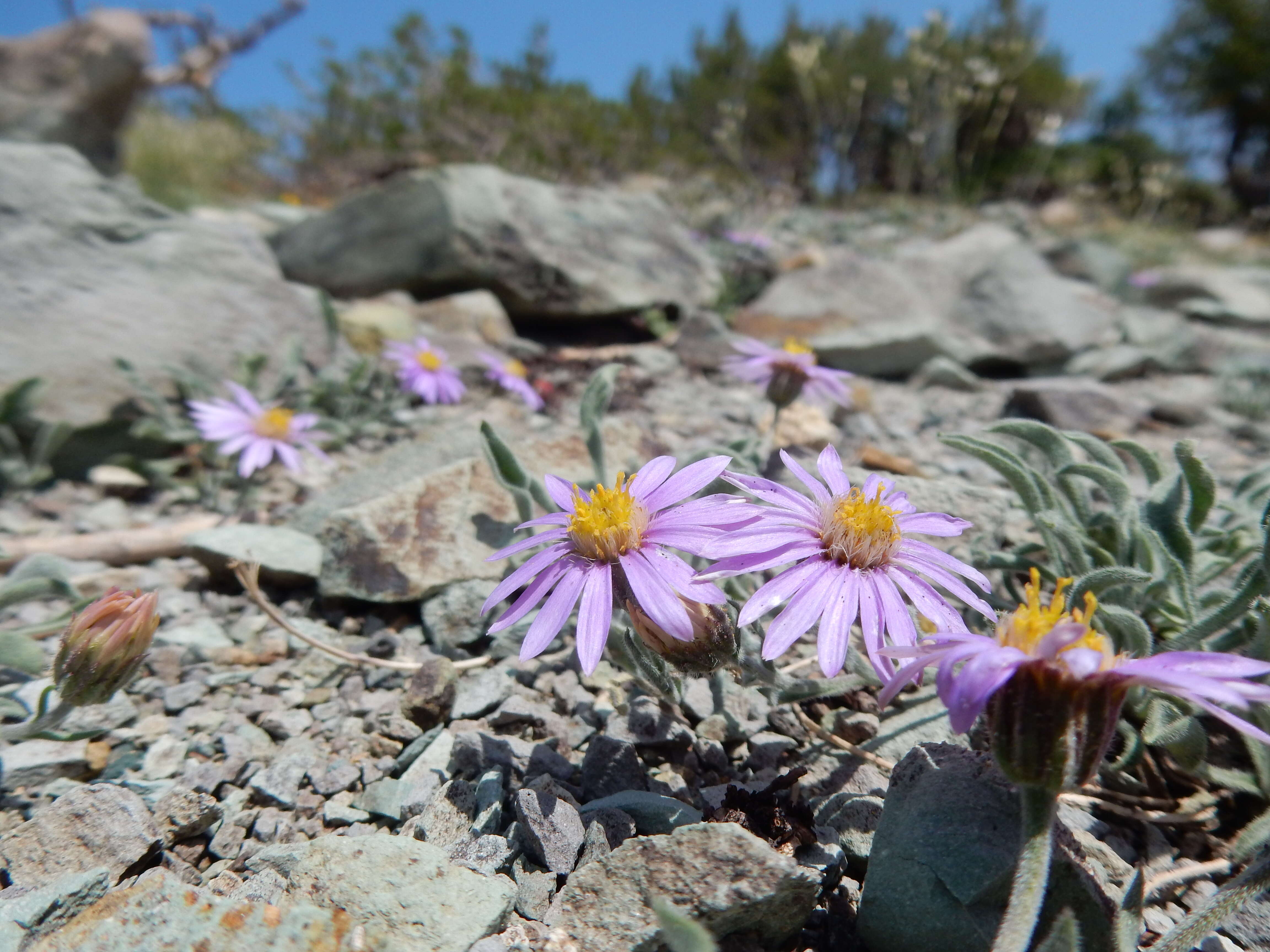 Image of Idaho fleabane