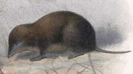 Image of Tropical Small-eared Shrew