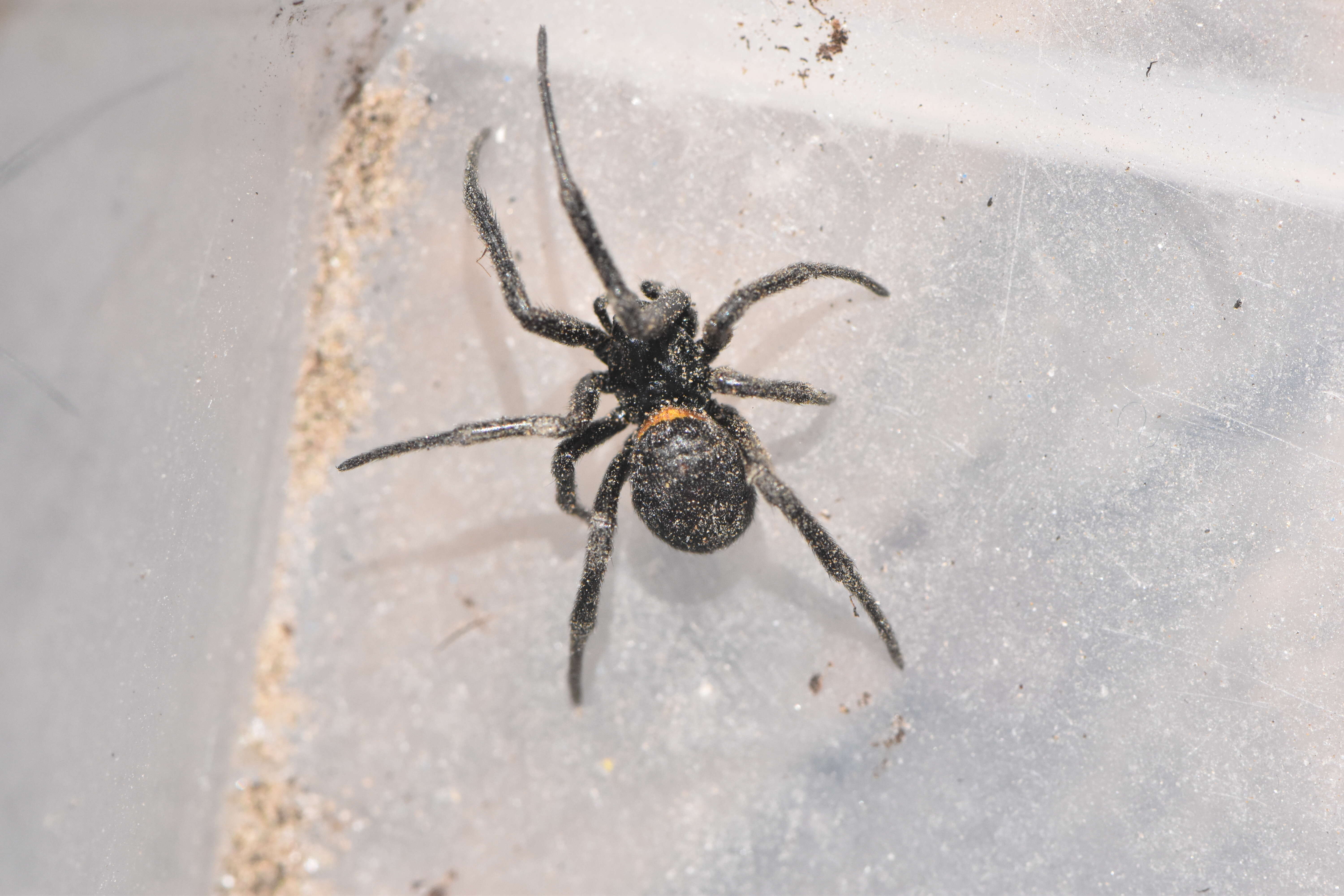 Image of Steatoda paykulliana (Walckenaer 1806)