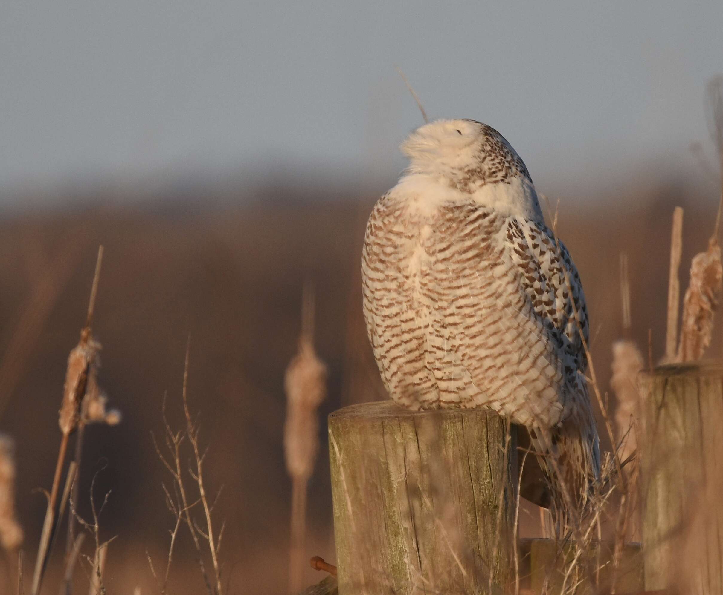 Image of Snowy Owl