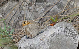 Image of Pseudochazara orestes