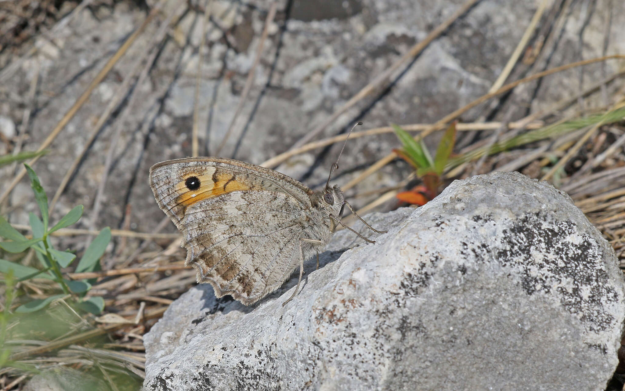 Image of Pseudochazara orestes