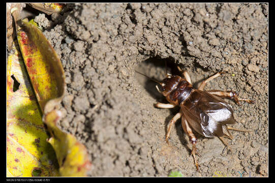 Image de Tarbinskiellus