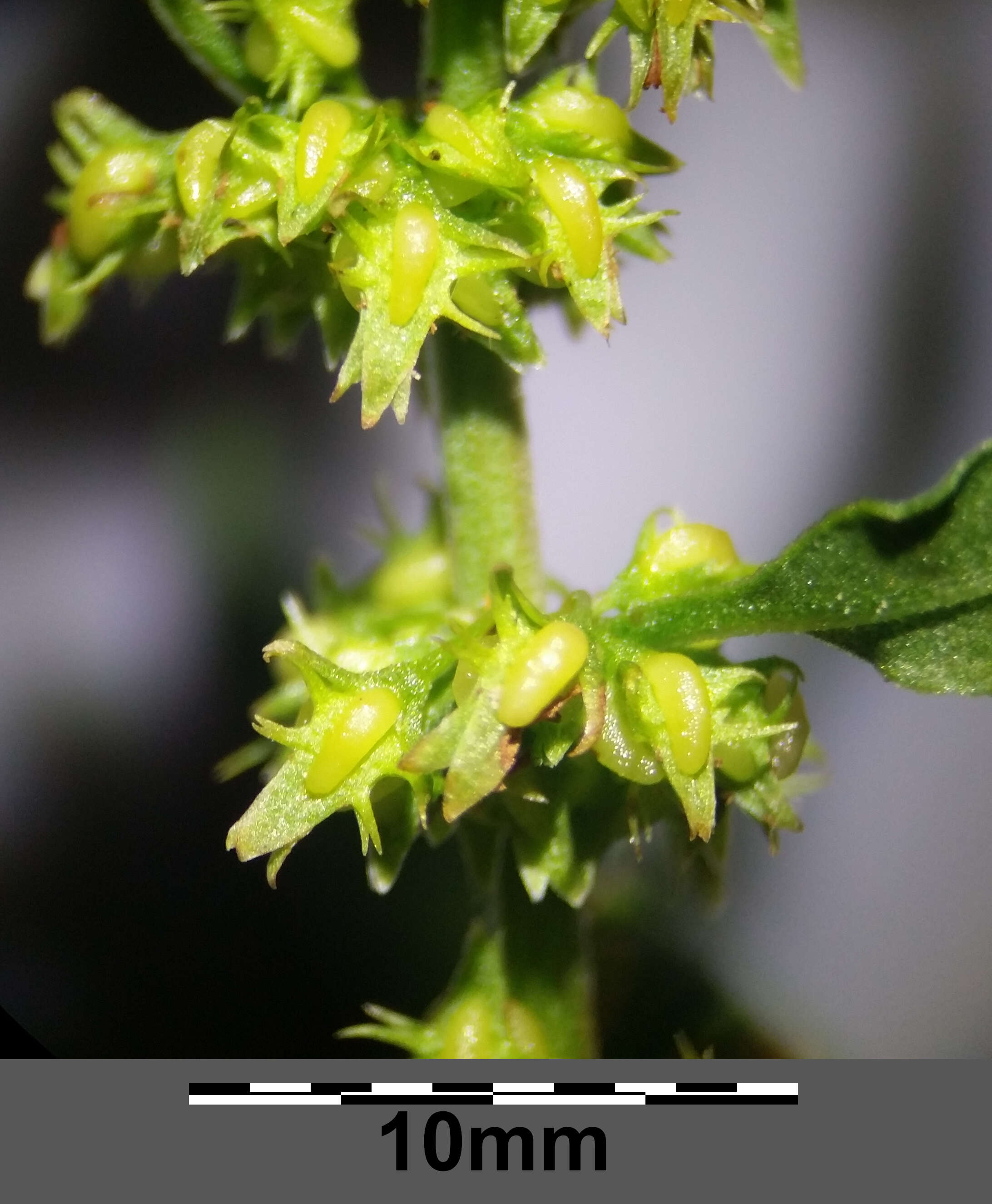 Rumex palustris Sm. resmi