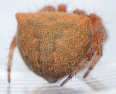 Image of Araneus bispinosus (Keyserling 1885)