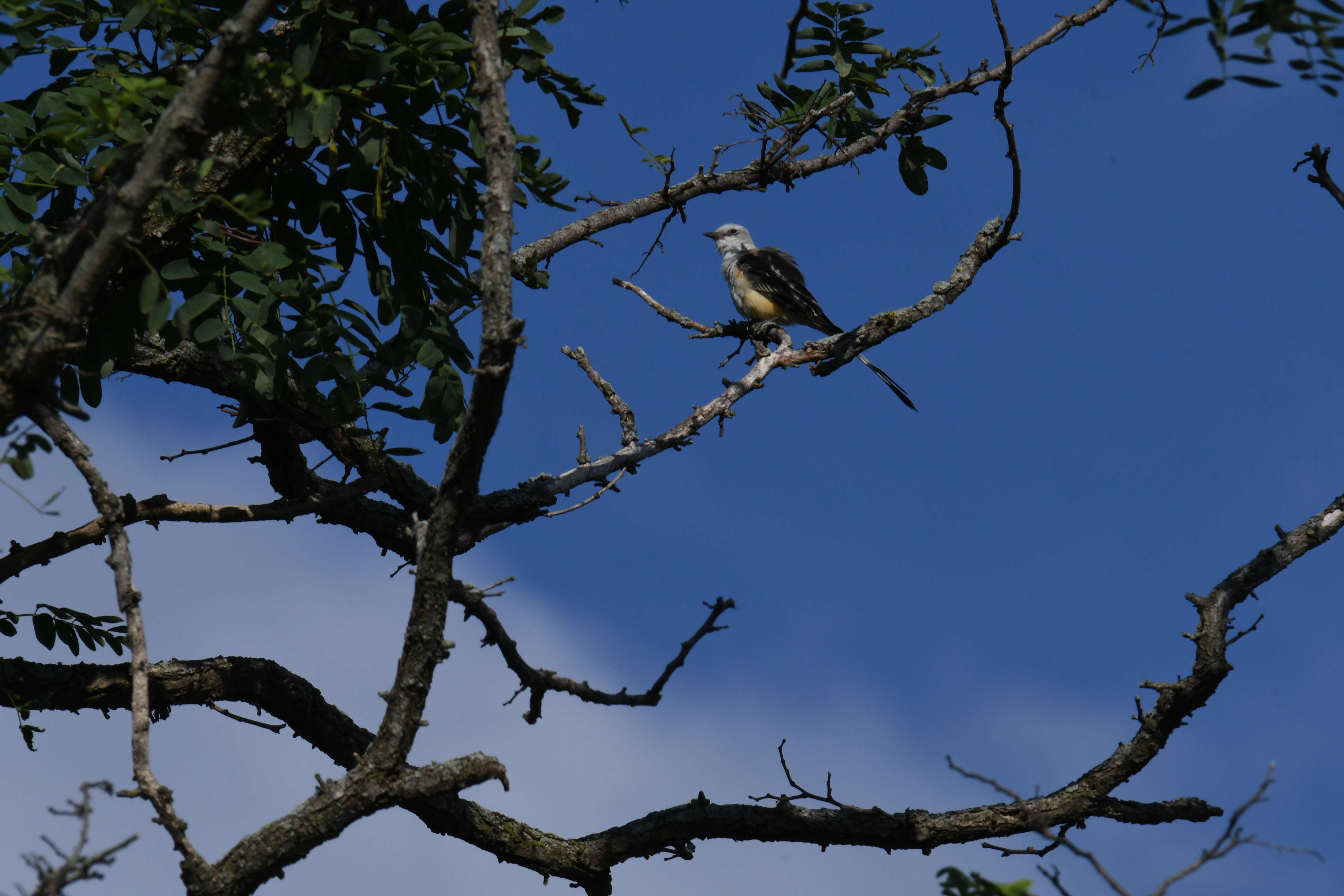 Image of Scissor-tailed Flycatcher