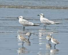 Image of Gull-billed Terns