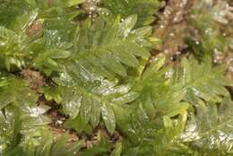 Image of fissidens moss