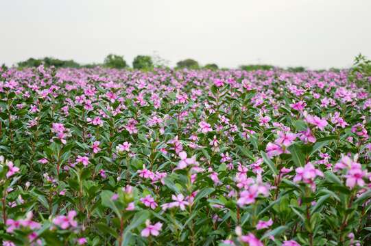 Image of Madagascar periwinkle