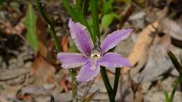 Image of Scaevola ramosissima (Smith) K. Krause