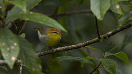 صورة Phylloscopus ruficapilla (Sundevall 1850)