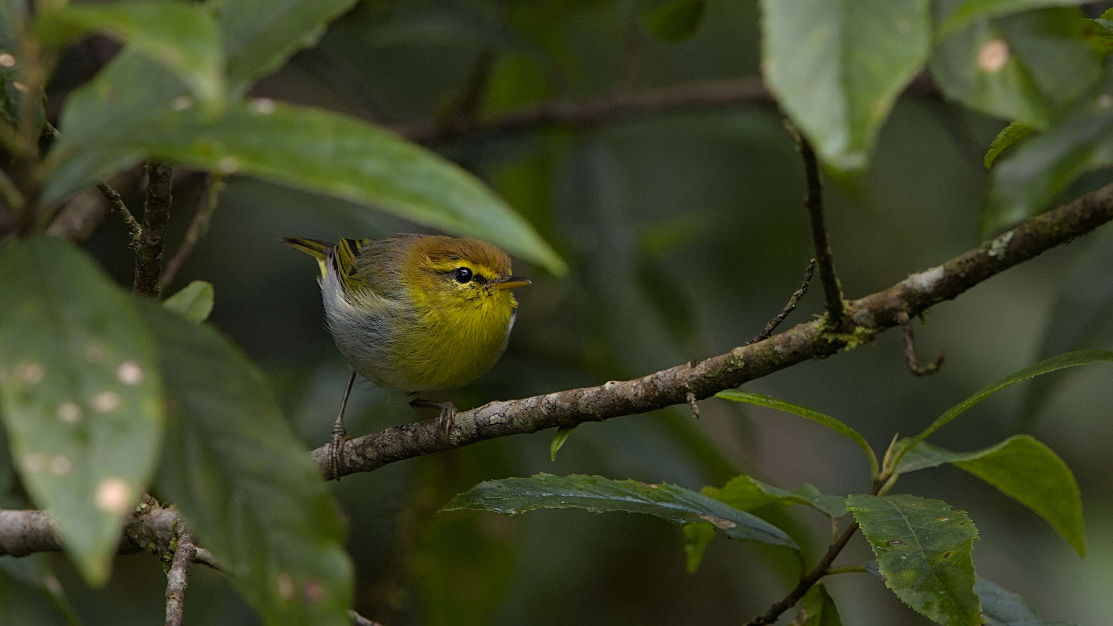 صورة Phylloscopus ruficapilla (Sundevall 1850)