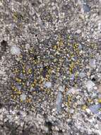 Image of Hidden goldspeck lichen