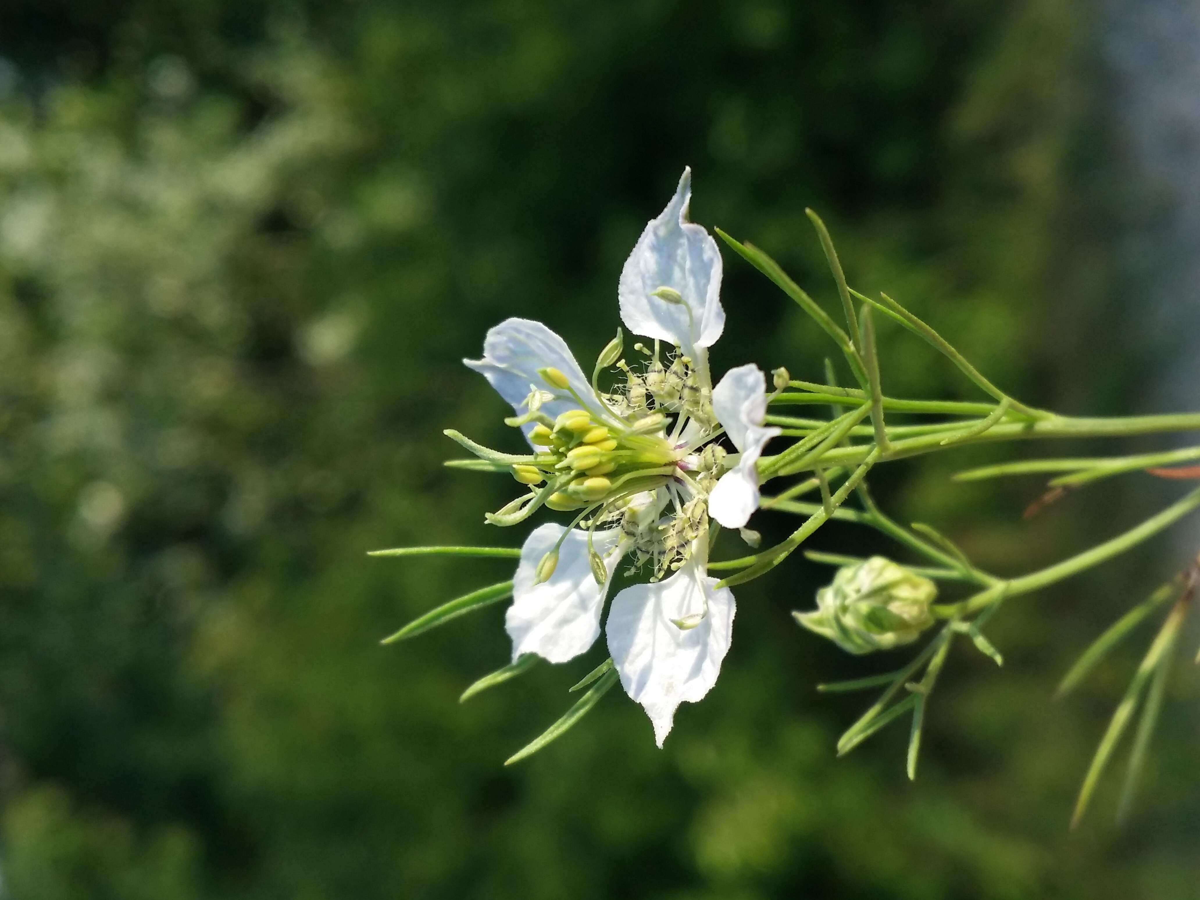 Nigella arvensis L. resmi