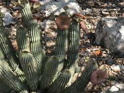 Image of Ceropegia currorii subsp. currorii