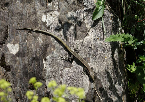 Image of Dagestan Lizard