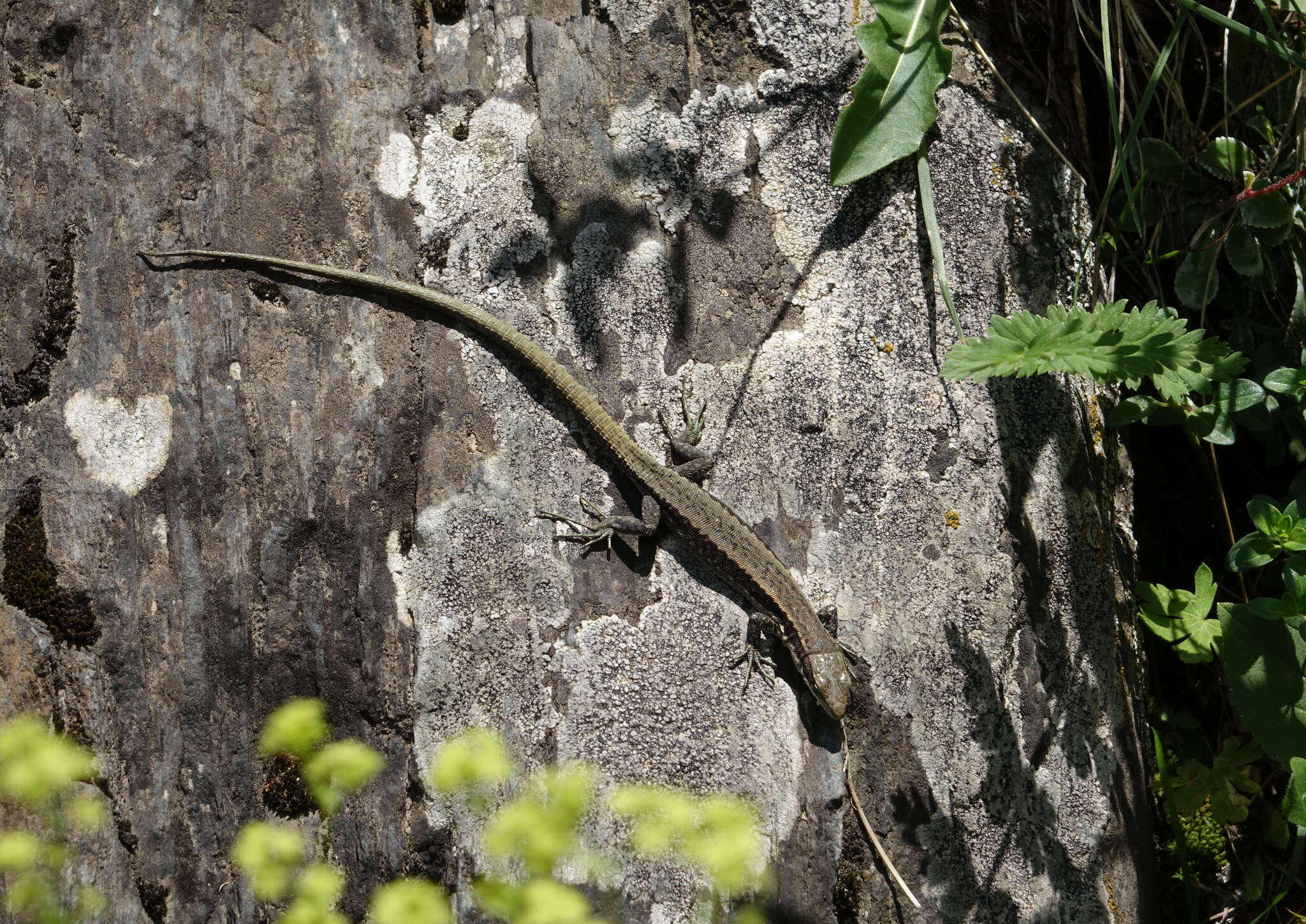 Image de Darevskia daghestanica (Darevsky 1967)