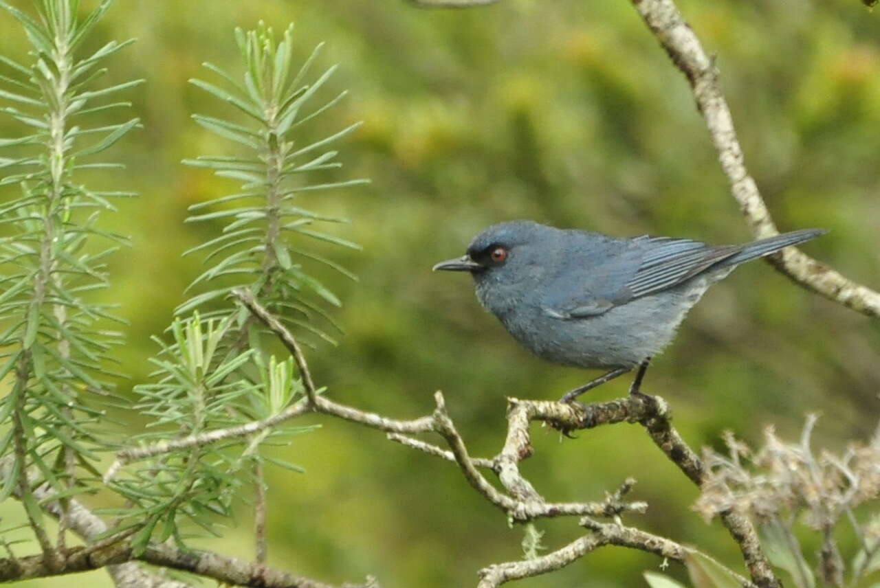 Image of Bluish Flower-piercer
