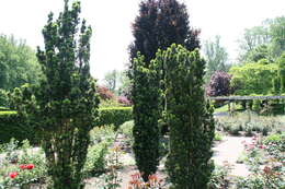 Image of Taxus × media