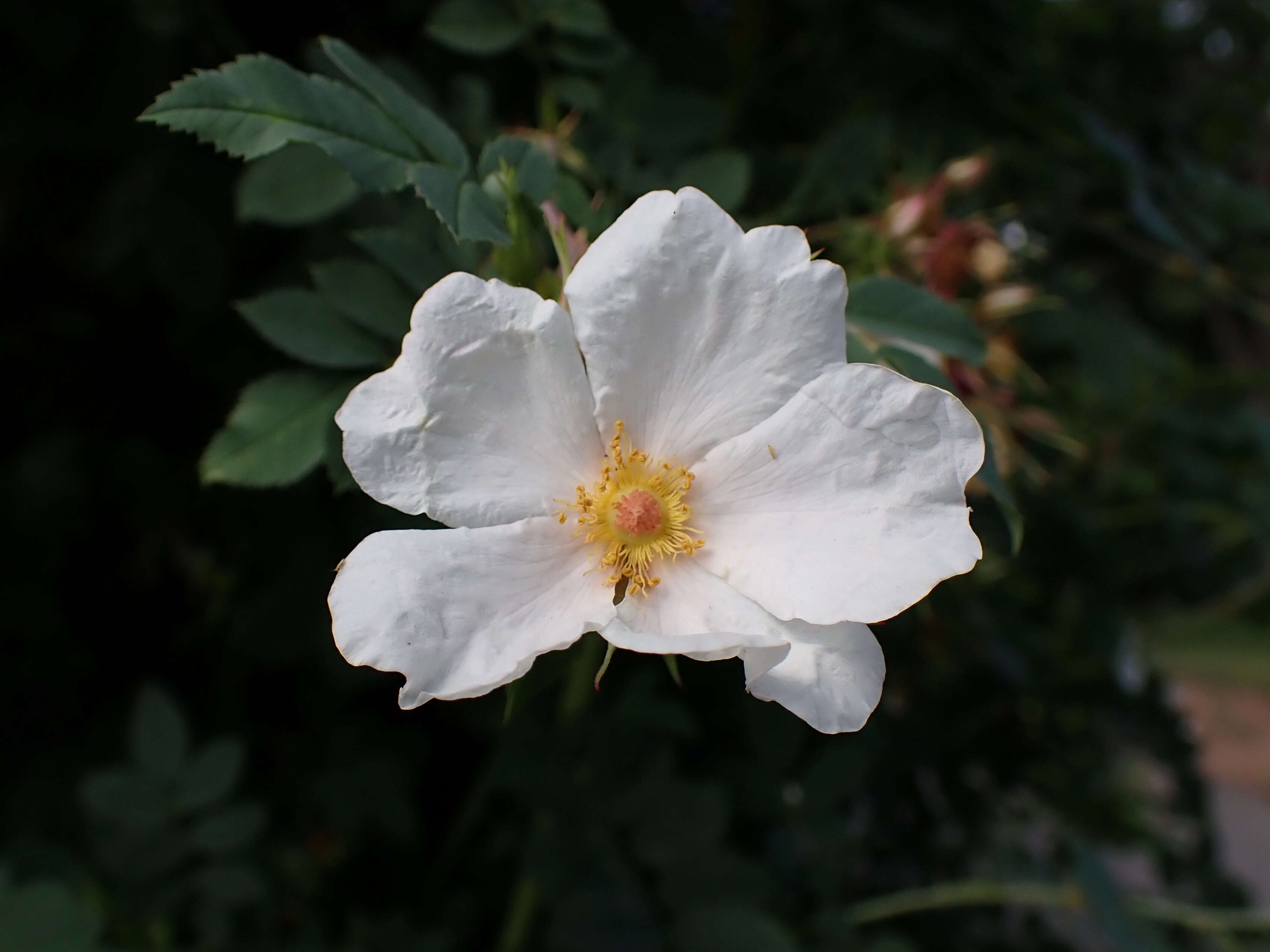 Image of Rosa beggeriana Schrenk