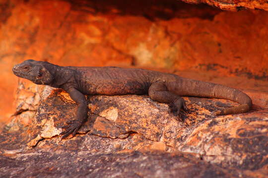 Imagem de Sauromalus ater Duméril 1856