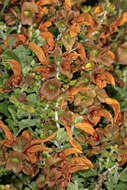 Salvia aurea L. resmi