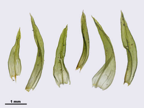 Image of orthotrichum moss