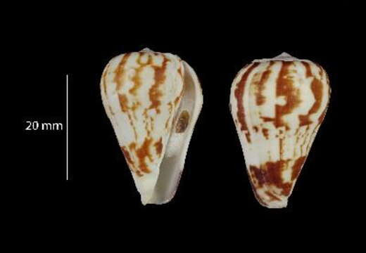 Image of Conus petuchi (Monteiro, Afonso, Tenorio, Rosado & Pirinhas 2014)
