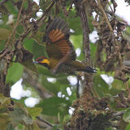 Image of Lita Woodpecker