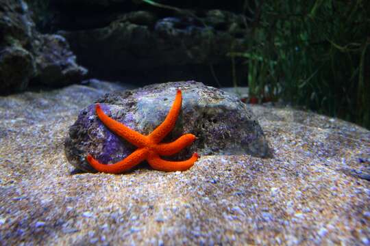 Image of red starfish