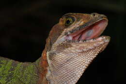 Image of Western basilisk