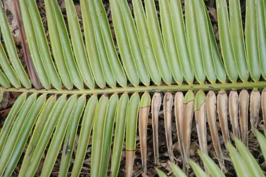 Image of Kenyan Giant Cycad