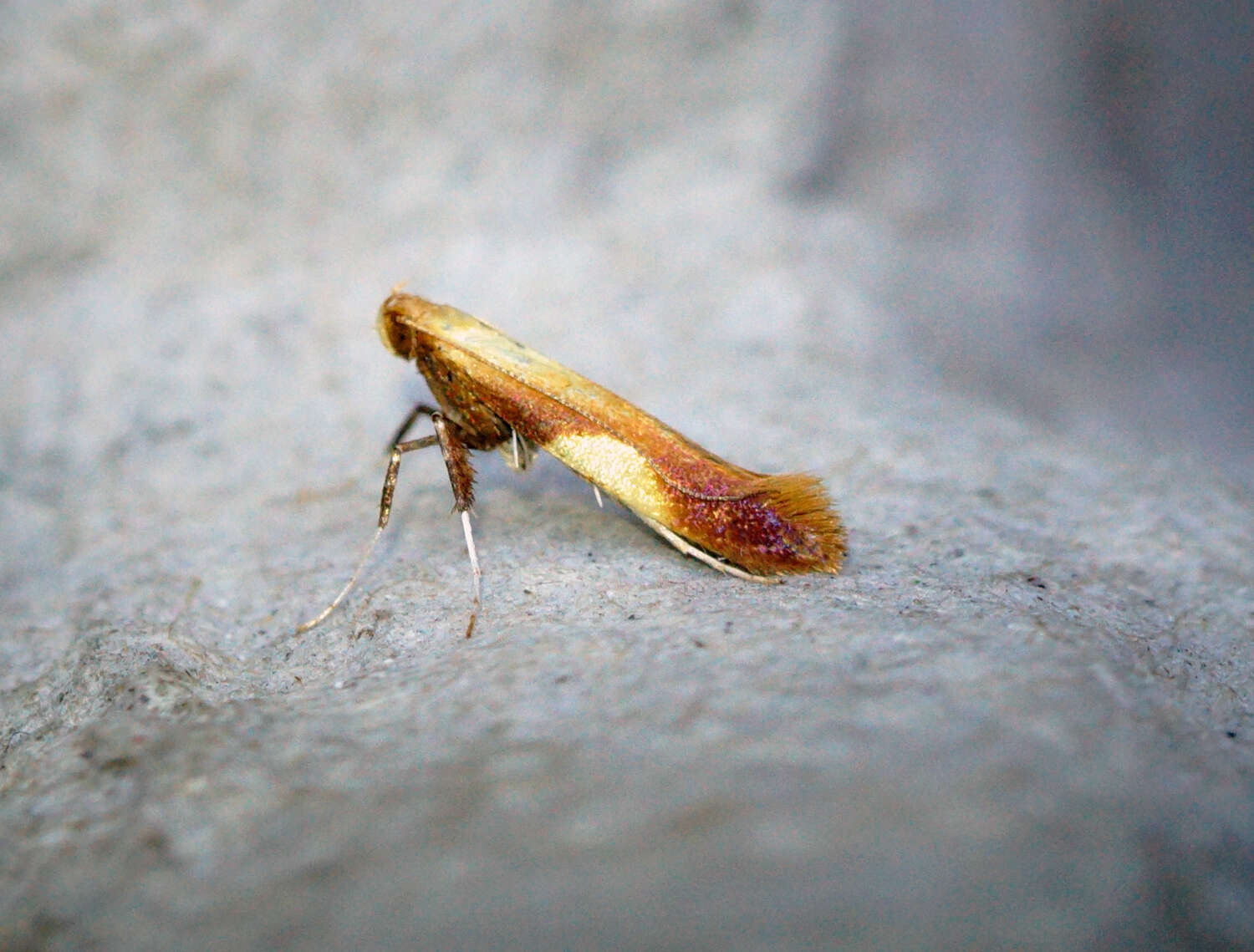 Image of Caloptilia robustella Jäckh 1972