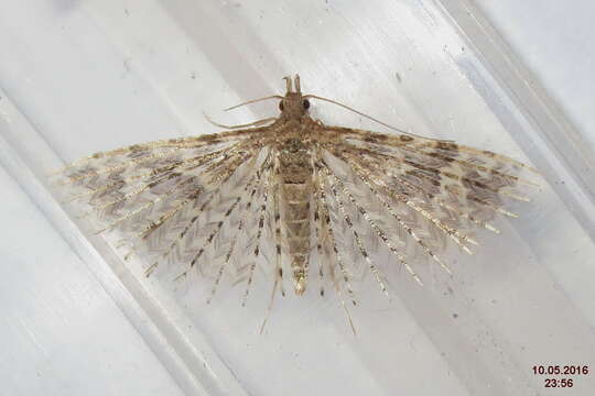 Image of twenty-plume moth