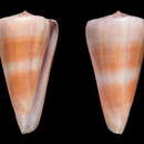 Image of Conus malabaricus (Monnier, Limpalaër & Tenorio 2017)