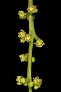 Image of Pleiogynium timoriense